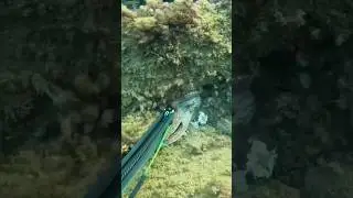 OCTOPUS EXTRACTION 🐙🧨 #shorts #spearfishing #octopus #pescasubmarina #pescasub #polpo