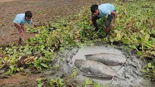 catfish searching in mud water - catching fish in mud water