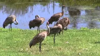 Flock Behavior