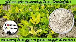 நிலக்கடலை பயிருக்கு ஜிப்சம் அவசியமா ? -Gypsum important,-Groundnut crop