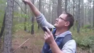 BEERWAH [ Pine forest ]