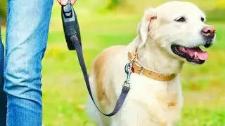 The Best Retractable Dog Leashes of 2025