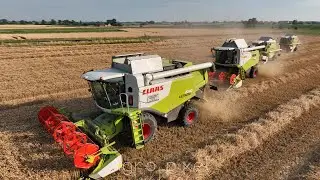 Harvesting wheat with 4 x Claas - Lexion - Tucano - 2x Dominator - Lamerant