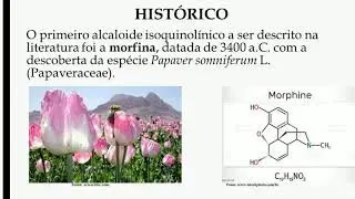 Apresenta&ccedil;&atilde;o Sobre os alcaloides quinolinicos e isoquinolinicos- faculdade UNEF