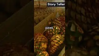 Did you know how is tequila made? Let&acute;s see...