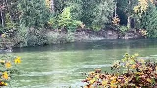 Fish jump. Seagulls flyby. Ducks pop up and  float past