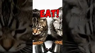 Cat vs Cat: Speed Eating Challenge 😹 | Funniest Slow Motion Finish!