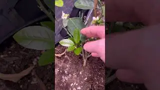 Обновление гроутента, апельсиновое дерево