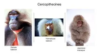 Haplorhines  Old World Monkeys & Apes