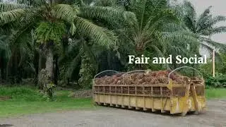 Palm Done Right |SUSTAINABLE PALM OIL