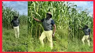 RUTO IN SUGOI PREPARING MAIZE FARM TODAY | RUTO NEWS TODAY | RUTO LIVE TODAY | AZIMIO NEWS TODAY