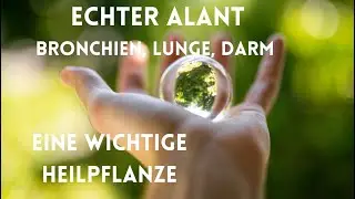 Echter Alant - Schutz f&uuml;r Bronchien und Lungen
