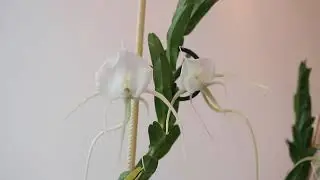 Angraecum germinyanum.