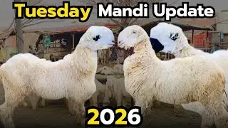 *📌 Title:*  Saudi Bhai Se Mulaqat Aur Chatron Ke Latest Rates! 🇸🇦🐐 |Mandi Vlog