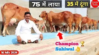 75 में लाया 35 में देनी है ✅ 8 Top Quality Sahiwal Cow 👍 Krishna Dairy Farm 👏 Cow Videos Farm Talk
