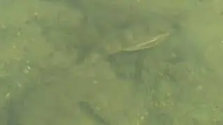 Triglidae (gurnards or sea robins)