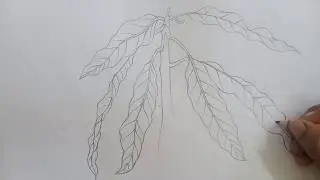 How to draw a bunch of mango leaf step by step//easy drawing //Foliage.....