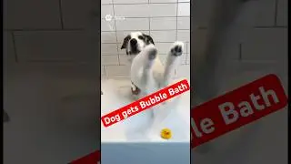 Dog gets bubble bath 🫧