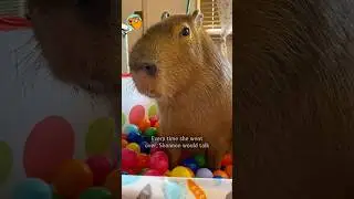 Bossy capybara moves in a house #shorts