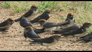 Streak throated Swallow bird or the Indian Cliff Swallow || Bird Sightings