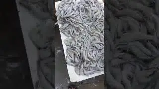 Mumbai malad me machhali ka bahut bada bajar