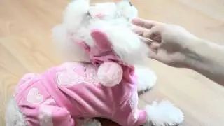 PET Clothes & Harness  by Fashion Factory Co., Ltd.