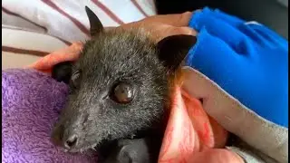 Injured baby flying-fox has some Maggie time:  this is Swizzlestick