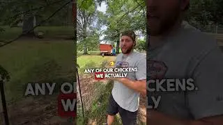 How to predator proof your chicken coop