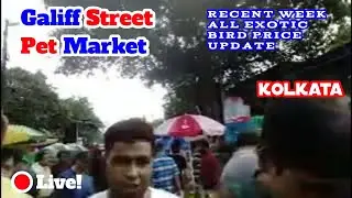Galiff street pet market | Recent Exoitc Bird Price Update | Cheapest Market | @AmitWild | Live!