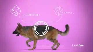 Weight Management for Dogs - PureLife4PETS