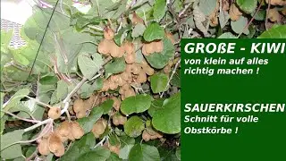 Junge Kiwipflanzen richtig schneiden entscheidend für Wuchs und spätere Ernte wir zeigen wie es geht