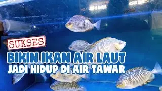 VIDEO LANGKA: CARA MENGUBAH IKAN AIR LAUT MENJADI AIR TAWAR