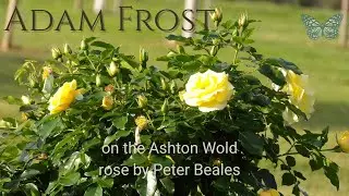 Adam Frost speaks about Ashton Estate and the Ashton Wold Rose