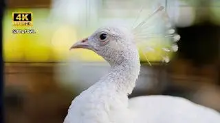 Playful Young White Peacock Learning to Dance