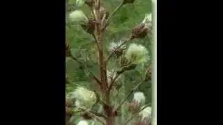 Pestwurz, Pfaffenh&uuml;tchen, Spindelbaum, Pfaffenk&auml;ppchen,Spillbaum, Spindelstrauch