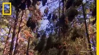 Monarchs to Temper Trap | National Geographic