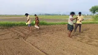 🌱 Nature Meets Nurture | Real Organic Farming Practices | Sustainable Agriculture 🌾