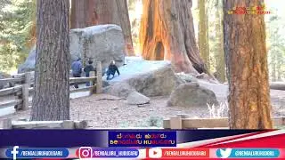 World's largest Tree - The General Sherman