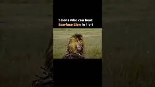 5 most powerful lions in the history😨 Which lion near you is the most powerful? #shorts#shortvideo