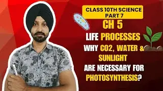 Why CO2, Water, Sunlight Needed for Photosynthesis | Class 10 | #CBSE #PSEB
