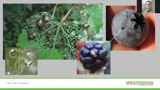 UT Extension Tuesday Topics in Horticulture- June 16th- Summer garden and orchard management