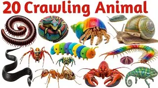 रेंगने वाले जानवरों के नाम | Crawling Animals Name for Kids | Learn 20 Crawling Animals in English