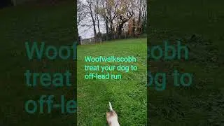 woof walks cobh Cork Enjoy off lead Dog walking experience in a secure park