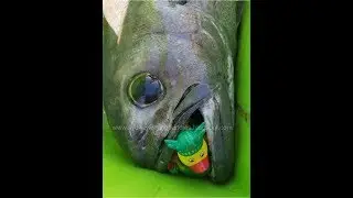 slow jigging for gemfish at browns mountain Sydney on 7-4-2019