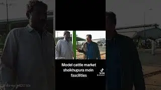 Facilities in model cattle market  proper sheds cleaning khurli water and lights