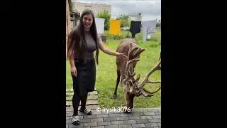 Unique friendship between deer and girl 🦌❤️👩