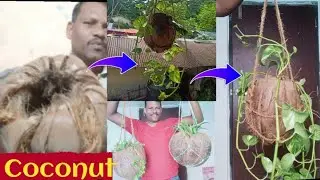 How to make Simple And Easy Coconut Husk Hanging Planter Ideas/Eco-Friendly Craft Ideas#