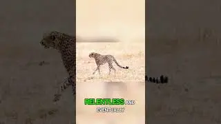 Leopard hunting monkeys high in trees #leopard  #monkey  #wildlife
