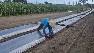 A SMART TECHNIQUE FOR INSTALLING BAMBOO PLASTIC MULCH LOCKS WITH YOUR BARE HANDS-Agriculture Farming