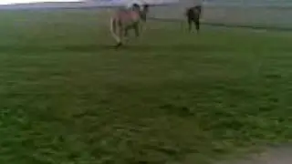 Ehemaliger hufkranker Haflinger h&uuml;pft wieder